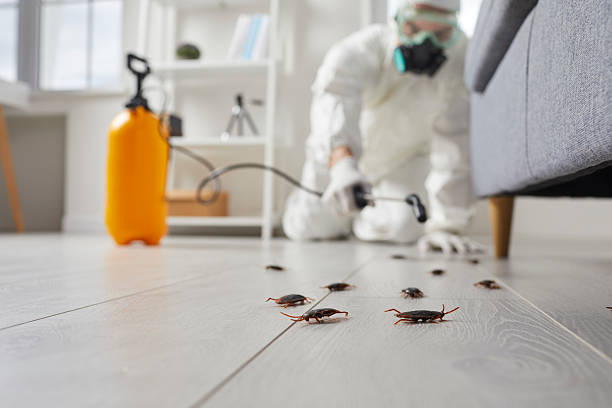 Commercial Kitchen Cockroach Control in Cottonwood